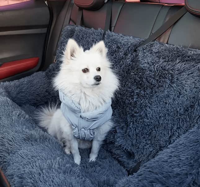 Help Your Dog Travel Calmly and Ease Their Anxiety