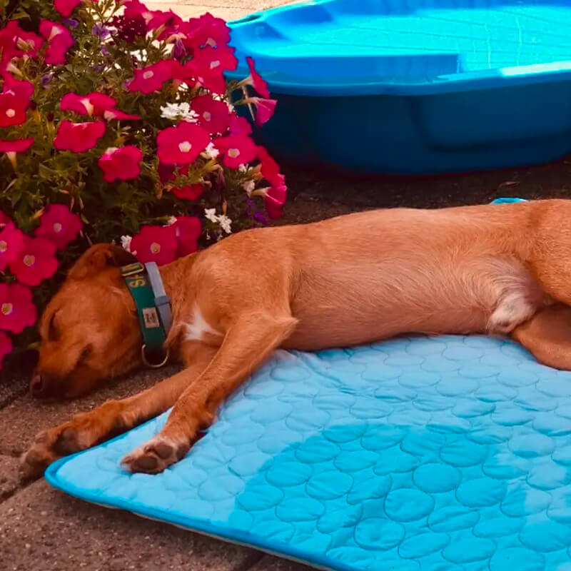 The Summer Heat Is a Daily Struggle for Dogs...