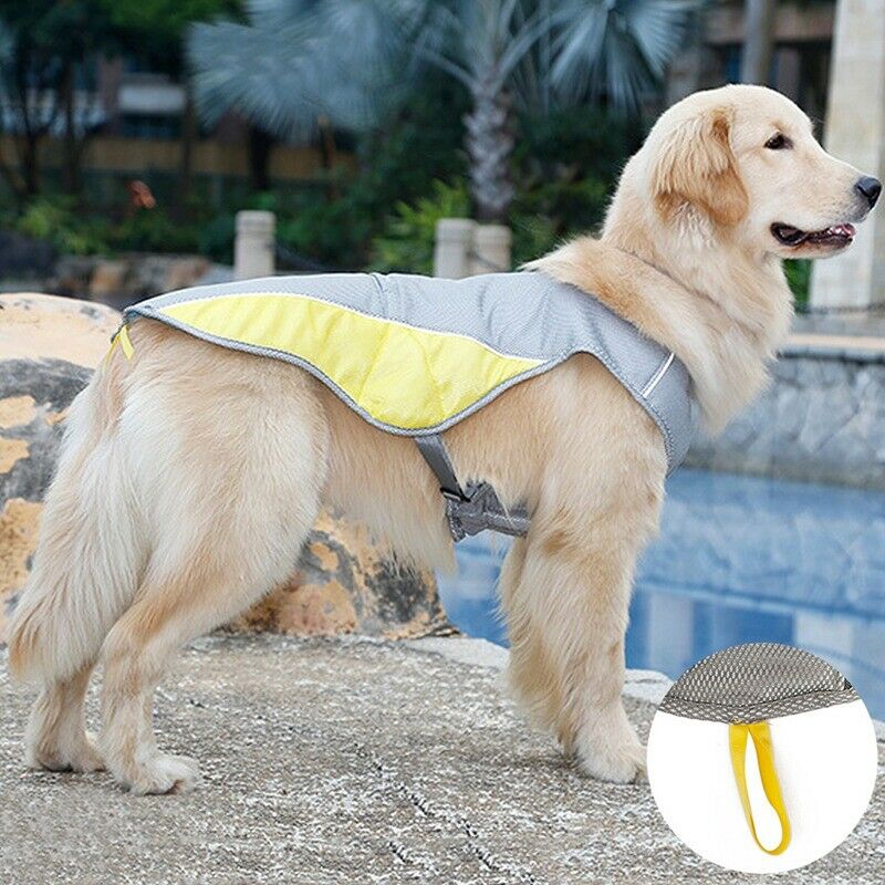 High temperatures can put your dog in danger!