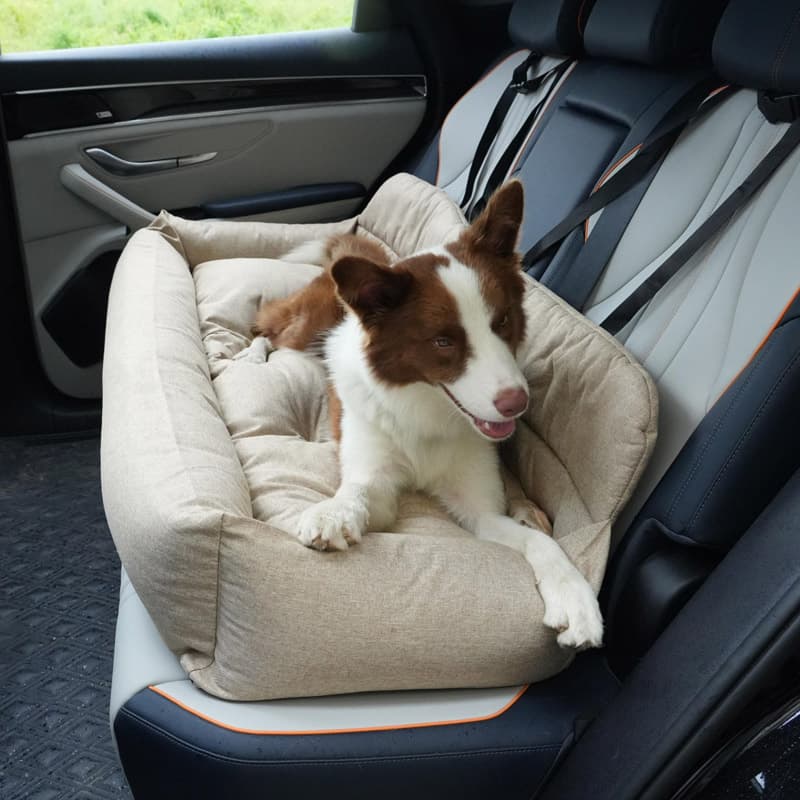 Why an Unsecured Dog in the Car Is a Real Risk