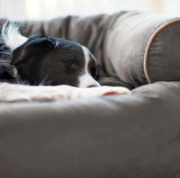 Pawfetch Luxury Doggy Sofa