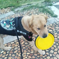 Collapsible Dog Bowl
