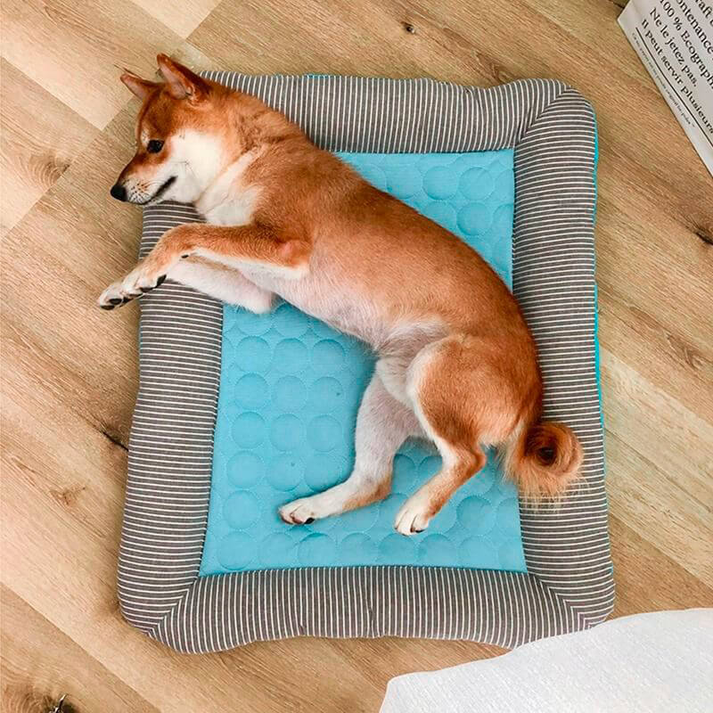The Struggle Dogs Face With the Heat Every Summer...