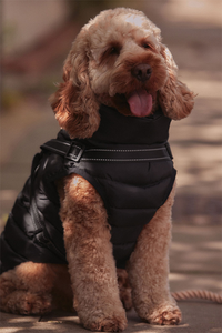 Waterproof Dog Jacket with Harness