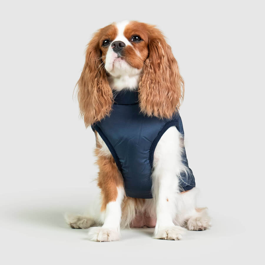 Keep Your Dog Warm and Safe.