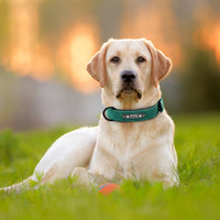 Personalised Leather Dog Collar