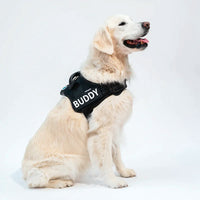 Personalised No Pull Dog Harness