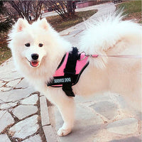 Personalised No Pull Dog Harness