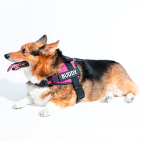 Personalised No Pull Dog Harness